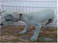 (사)유기동물및동물보호관리협회_426339202300109